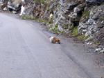 Going to the Sun Road