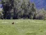 Missoula Bark Park