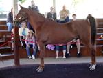 Kentucky Horse Park