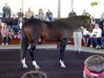 Kentucky Horse Park