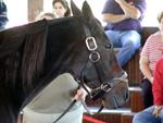 Kentucky Horse Park