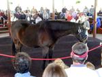 Kentucky Horse Park