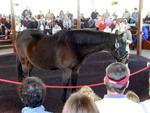 Kentucky Horse Park