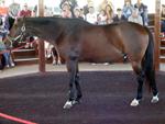 Kentucky Horse Park