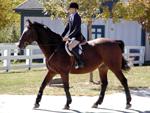 Kentucky Horse Park