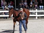 Kentucky Horse Park