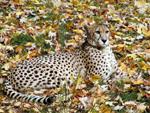 Cheetah at the National Zoo