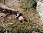 Panda at the National Zoo