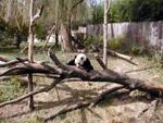 Panda at the National Zoo