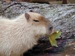 Capybara at the National Zoo