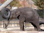 Elephant at the National Zoo