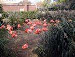 Flamingos at the National Zoo