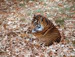 Tiger at the National Zoo