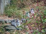 Ringtails at the National Zoo