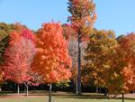 Ohio Leaves