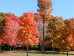 Ohio Leaves