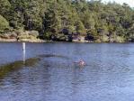 Holly got to swim for about 50 retrieves in Cranberry Lake