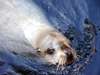 Sea Lion