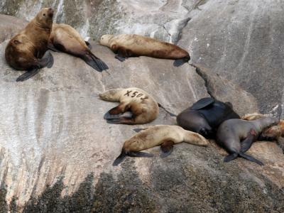 Sea Lions in Kenai Fjords National Park