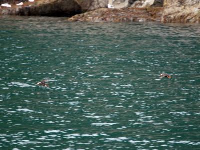 Puffins fly near Seward, AK