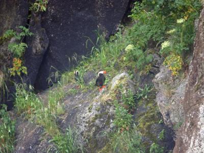 Crested Puffins nest in the grassy areas at the top of cliffs