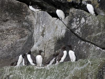 Murres nest high on rocky ledges