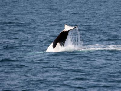 Orca playing near the mouth of Resurrection Bay