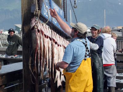 Fishermen with the catch at Seward, AK