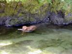 Holly stick-retrieving in Cape Creek