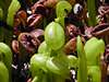 Darlingtonia