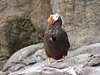 Tufted Puffin