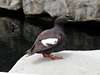 Pigeon Guillemot