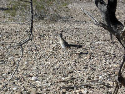 Roadrunner