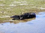 Gator at Sanibel