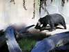 Sunbear, Tucson Zoo