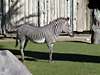 Zebra, Tucson Zoo