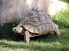 Tortoise, Tucson Zoo