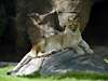 Lioness, Tucson Zoo