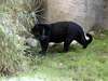 Black Leopard, Tucson Zoo