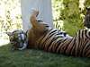 Indochinese Tigers, Tucson Zoo