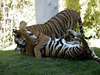 Indochinese Tigers, Tucson Zoo