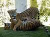 Indochinese Tigers, Tucson Zoo