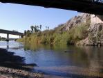 Holly swimming in the Colorado River at Yuma