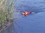 Holly in the Colorado River