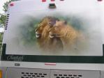 Lion Mural