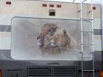 Lion Mural