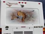 Cheetah Mural